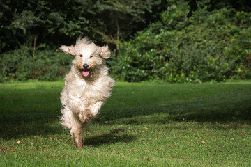 Oscar the Labradoodle