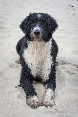 Cassie the Spanish Water Dog
