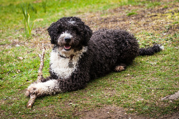 Cassie the Spanish Water Dog