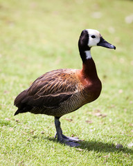 Rare Duck