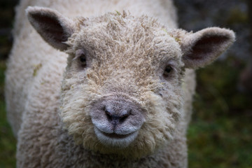 Fototapeta premium Little lamb