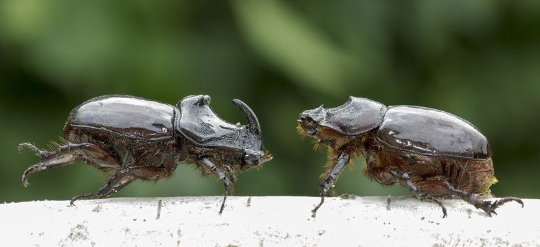 European rhinoceros beetle, male and female (O. nasicornis)