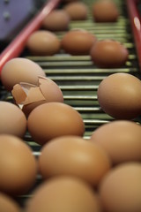 Eier in Sortiermaschine