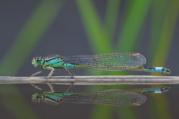 Damselfly