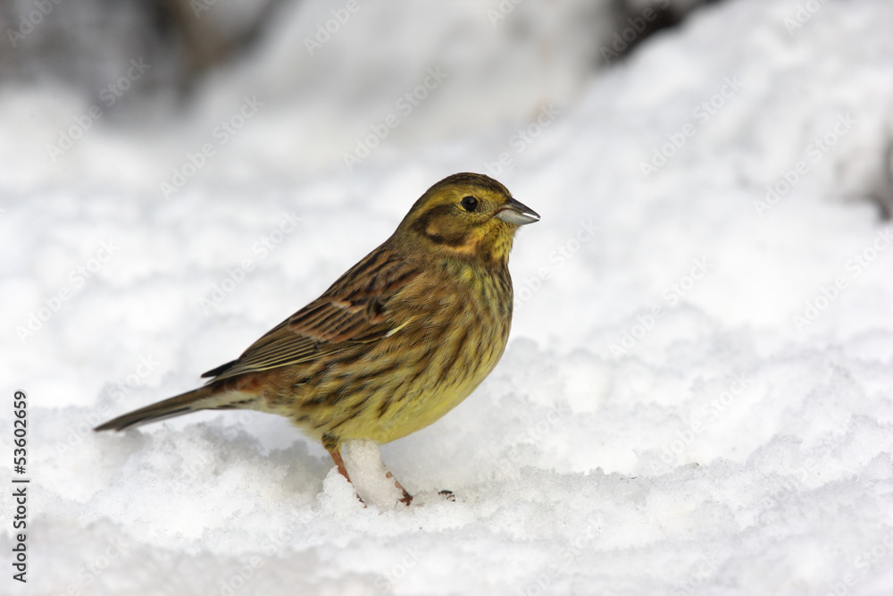 Poster Yellowhammer, Emberiza citrinella