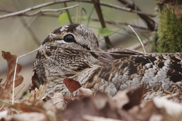 Woodcock, Scolopax rusticola