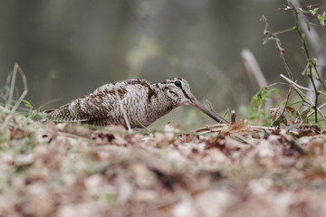 Woodcock, Scolopax rusticola