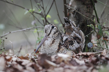 Woodcock, Scolopax rusticola