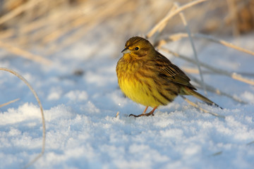 Yellowhammer, Emberiza citrinella