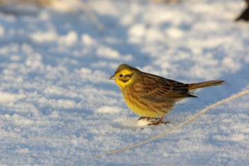 Yellowhammer, Emberiza citrinella