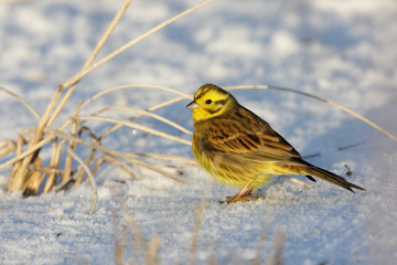 Yellowhammer, Emberiza citrinella