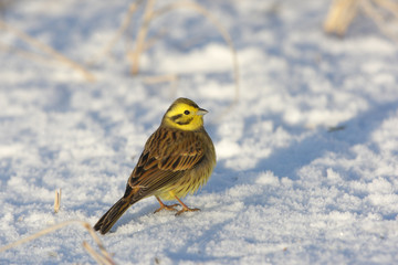 Yellowhammer, Emberiza citrinella