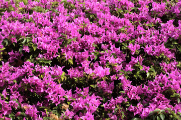 Pink Bougainvillea. Hawaii, Maui, USA