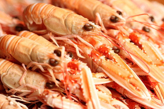 Langoustines fra&icirc;chement cuites. 