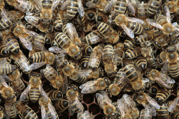 Many bees on the honeycombs, full frame