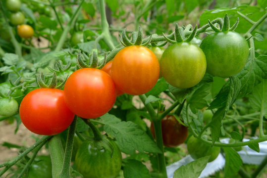 Close up of fresh tomatoes still on the plant