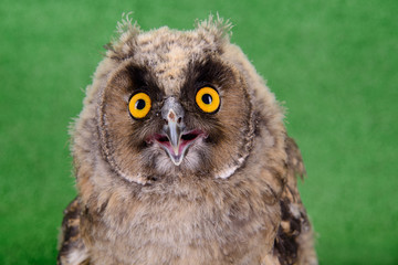 Great Horned Owl