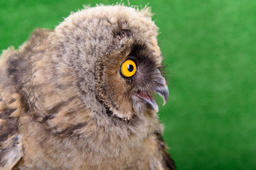 Great Horned Owl