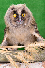Great Horned Owl