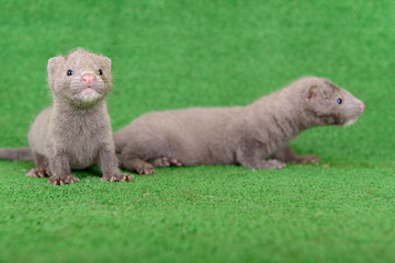 gray animals mink