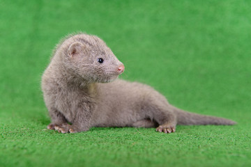 gray animal mink