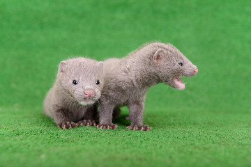 gray animals mink