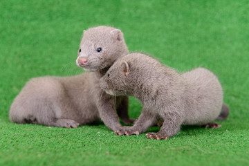 gray animals mink
