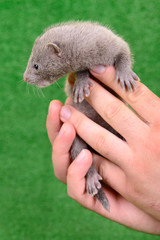 gray animal mink