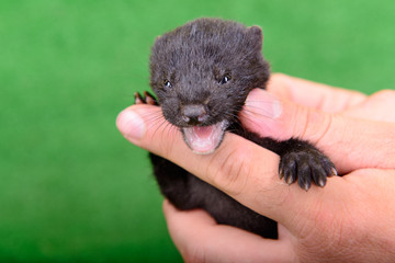 black animal mink