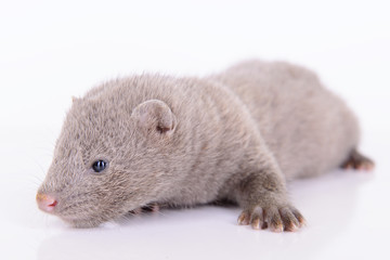 gray animal mink