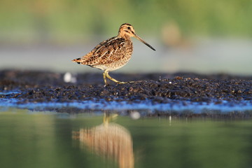 Common Snipe Gallinago gallinago