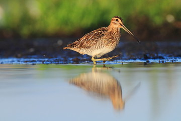 Common Snipe Gallinago gallinago