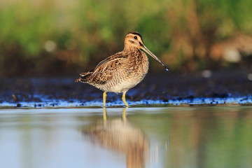 Common Snipe Gallinago gallinago