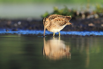 Common Snipe Gallinago gallinago