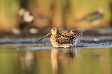 Common Snipe Gallinago gallinago bath