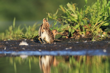 Common Snipe Gallinago gallinago