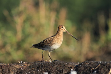 Common Snipe Gallinago gallinago