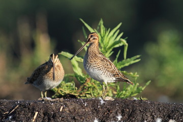 Common Snipe Gallinago gallinago