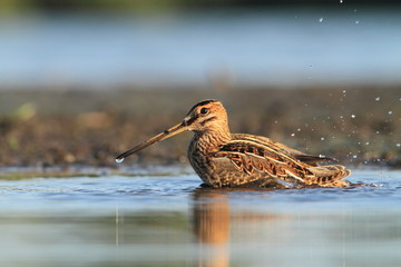 Common Snipe Gallinago gallinago bath
