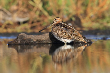 Common Snipe Gallinago gallinago