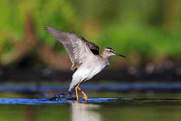 Wood Sandpiper Tringa glareola