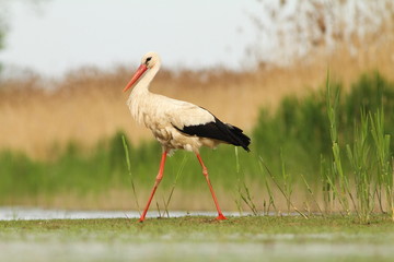 white Stork hunting - Ciconia ciconia