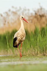 white Stork hunting - Ciconia ciconia © amajk