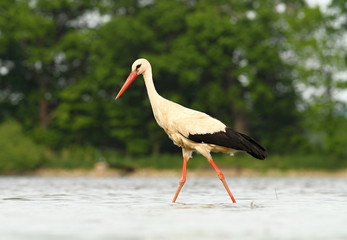 white Stork hunting - Ciconia ciconia