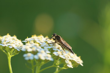 虻とノコギリソウ