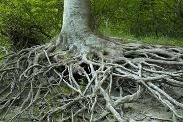 Exposed tree roots from erosion. Møns Klint, Denmark.