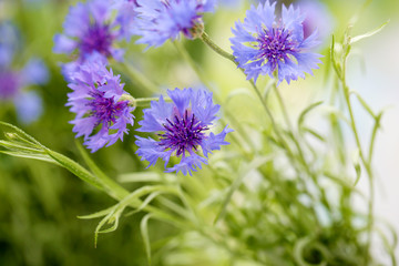Beautiful bouquet of cornflowers on green background