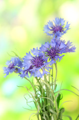 Beautiful bouquet of cornflowers on green background