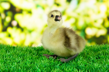 Little duckling on grass on bright background