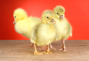Little ducklings on table on red background